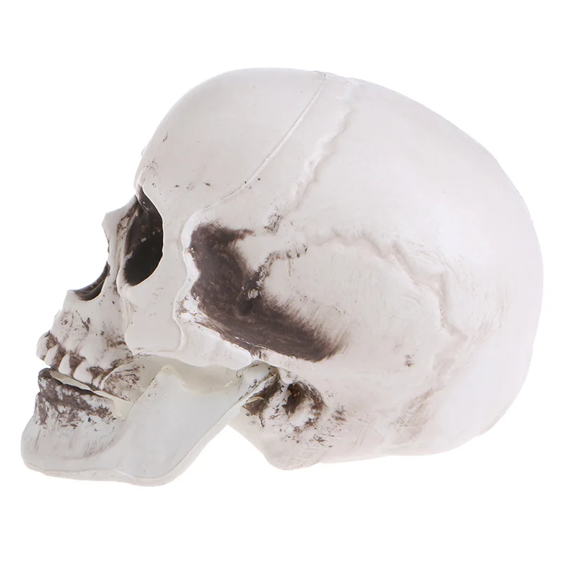 Plastic Human Mini Skull Decor Prop Skeleton Head Halloween Coffee Bars Ornament 
Plastic Human Mini Skull Decor Prop Skeleton Head Halloween Coffee Bars Ornament