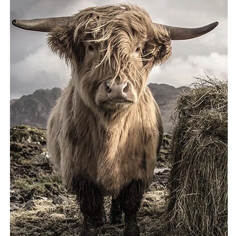 Diy Diamond Painting Cross Stitch Highland Cow Needlework 3D Diamond Embroidery Full Diamond Crystal Decorative
Diy Diamond Painting Cross Stitch Highland Cow Needlework 3D Diamond Embroidery Full Diamond Crystal Decorative