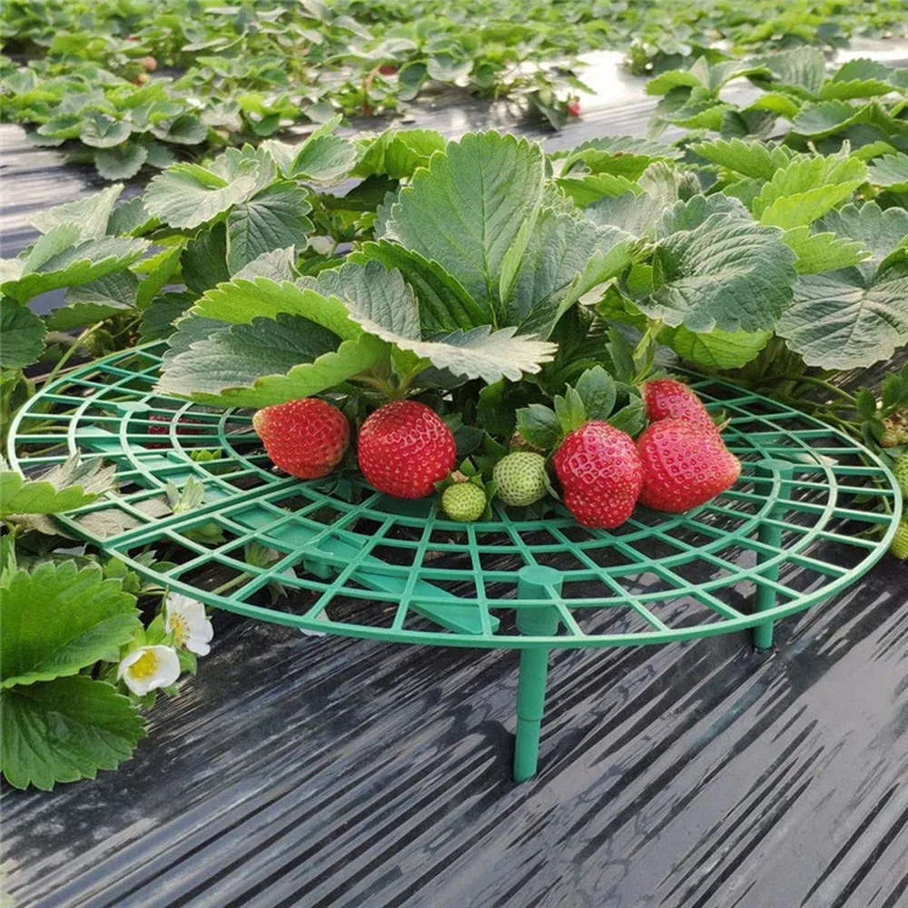 Strawberry Stand Balcony Flower Pot Fruit Stand Support Flowering Vine Vine Column Gardening Green Plant Load Bearing Stand
Strawberry Stand Balcony Flower Pot Fruit Stand Support Flowering Vine Vine Column Gardening Green Plant Load Bearing Stand