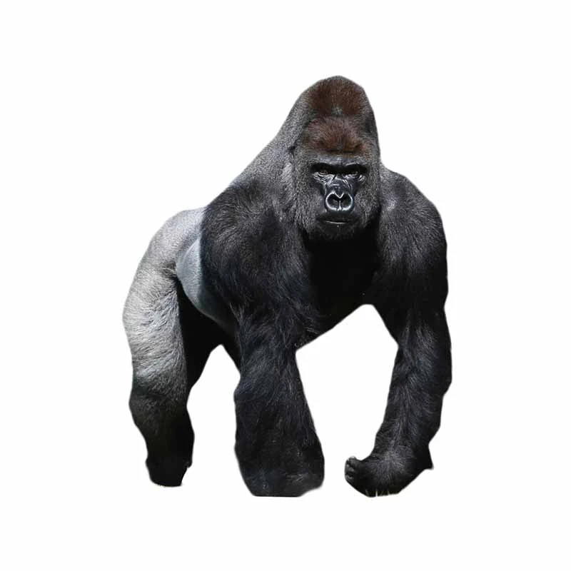 Personality Gorilla Car Sticke Vinyl Material Waterproof Sunscreen Decoration Street Signs Motorcycle Decals,13cm*10cm
Personality Gorilla Car Sticke Vinyl Material Waterproof Sunscreen Decoration Street Signs Motorcycle Decals,13cm*10cm