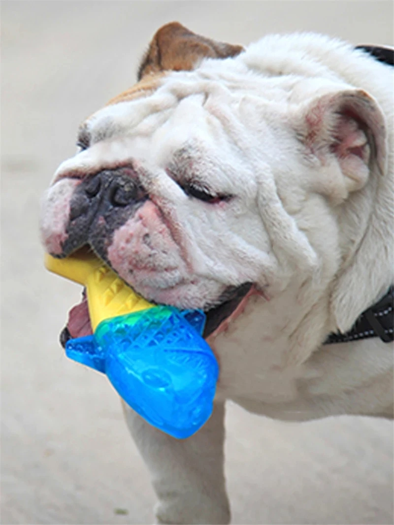 Summer ice-cold Fish Dog Toy Bite-Resistant Molars Can Be Filled with Water Toys Cute Bone Chew Toys Clean Molar Pet Toys
Summer ice-cold Fish Dog Toy Bite-Resistant Molars Can Be Filled with Water Toys Cute Bone Chew Toys Clean Molar Pet Toys