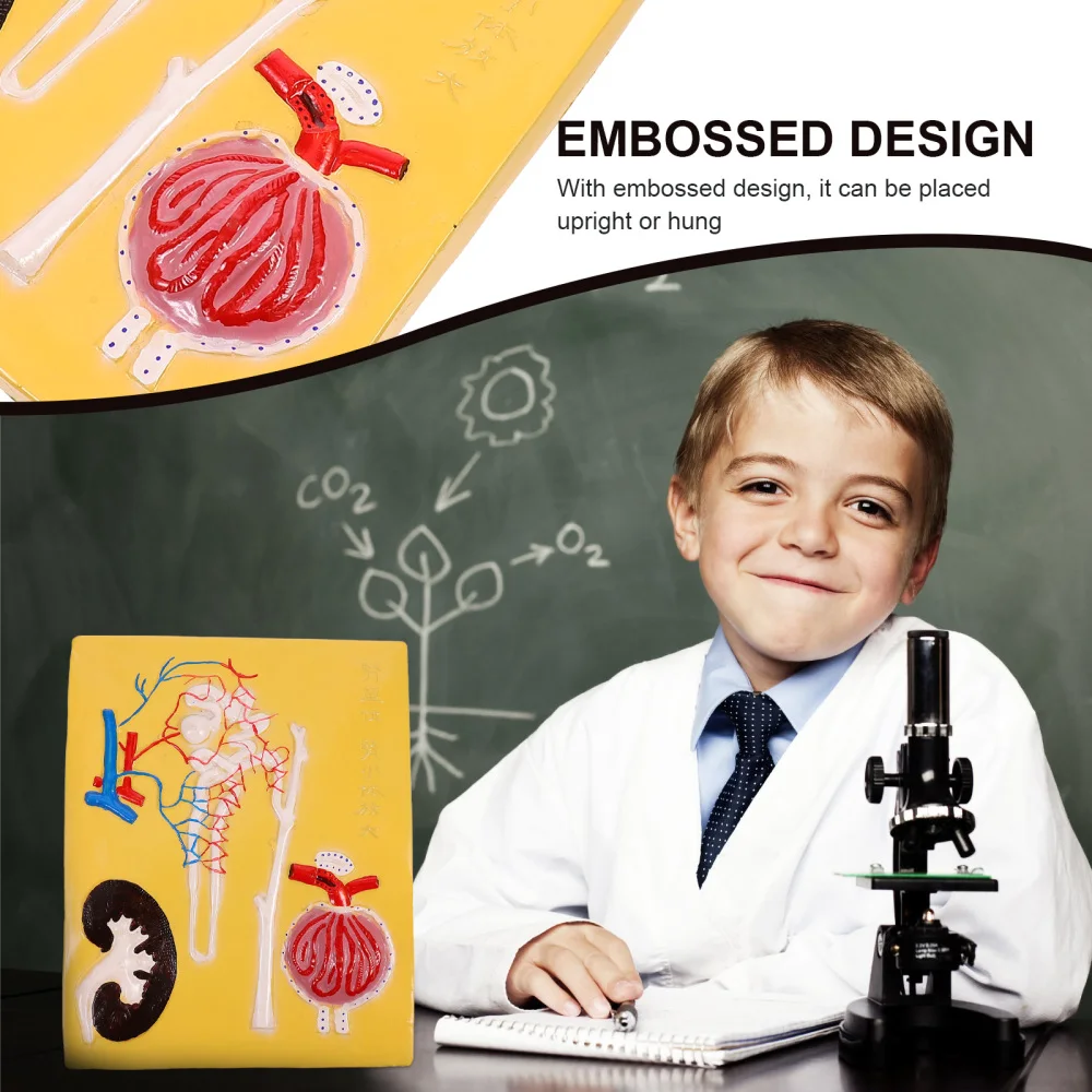 1Pc Renal Corpuscles Nephron Model Biology Teaching Prop Teaching Apparatus 
1Pc Renal Corpuscles Nephron Model Biology Teaching Prop Teaching Apparatus