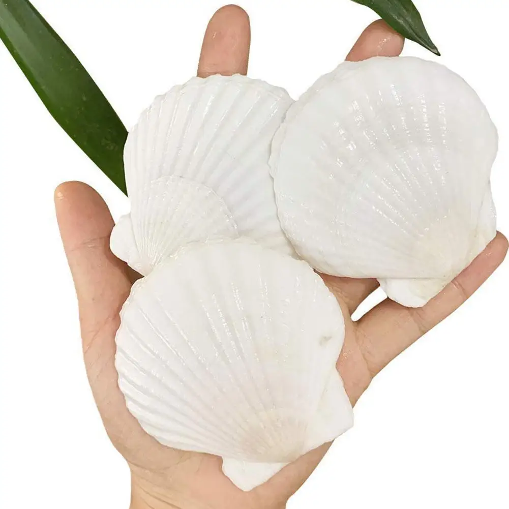 1 Pair 10~14cm Natural Scallop Shell White Coconut Shells Decoration Specimen Wedding Home Aquarium Seashell Decor H0Y2 
1 Pair 10~14cm Natural Scallop Shell White Coconut Shells Decoration Specimen Wedding Home Aquarium Seashell Decor H0Y2