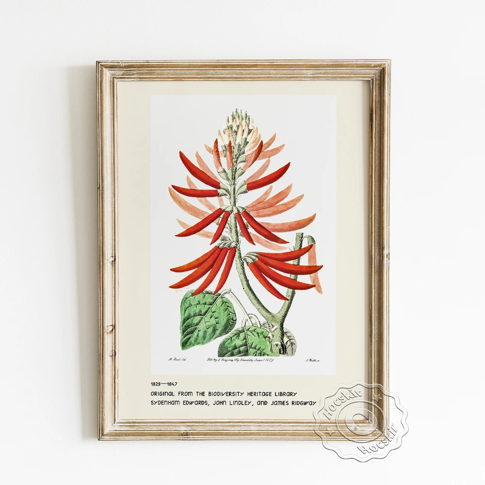 

Sydenham Edwards Exhibition Museum Poster, Naked-flowering Erythrina Canvas Painting, Botanical Enthusiast Collection Wall Decor