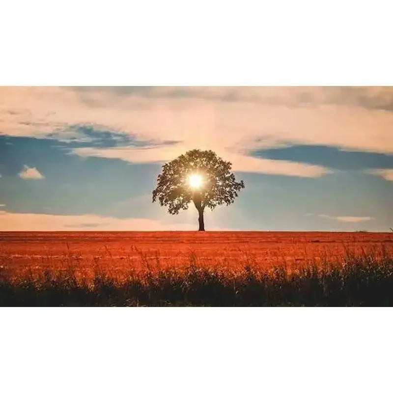 RUOPOTY Framed 60x75cm Oil acrylic Painting By Numbers Sky Tree Landscape on canvas Home Decoration Canvas Painting DIY Bedroom
RUOPOTY Framed 60x75cm Oil acrylic Painting By Numbers Sky Tree Landscape on canvas Home Decoration Canvas Painting DIY Bedroom