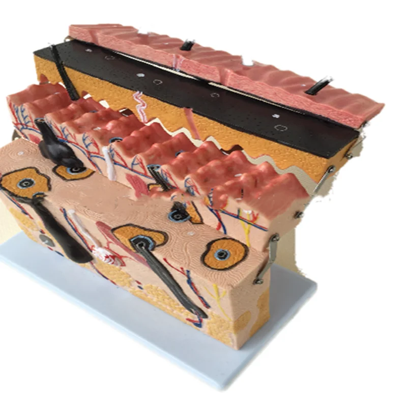 Teaching model of enlarged anatomy model of human skin tissue 
Teaching model of enlarged anatomy model of human skin tissue