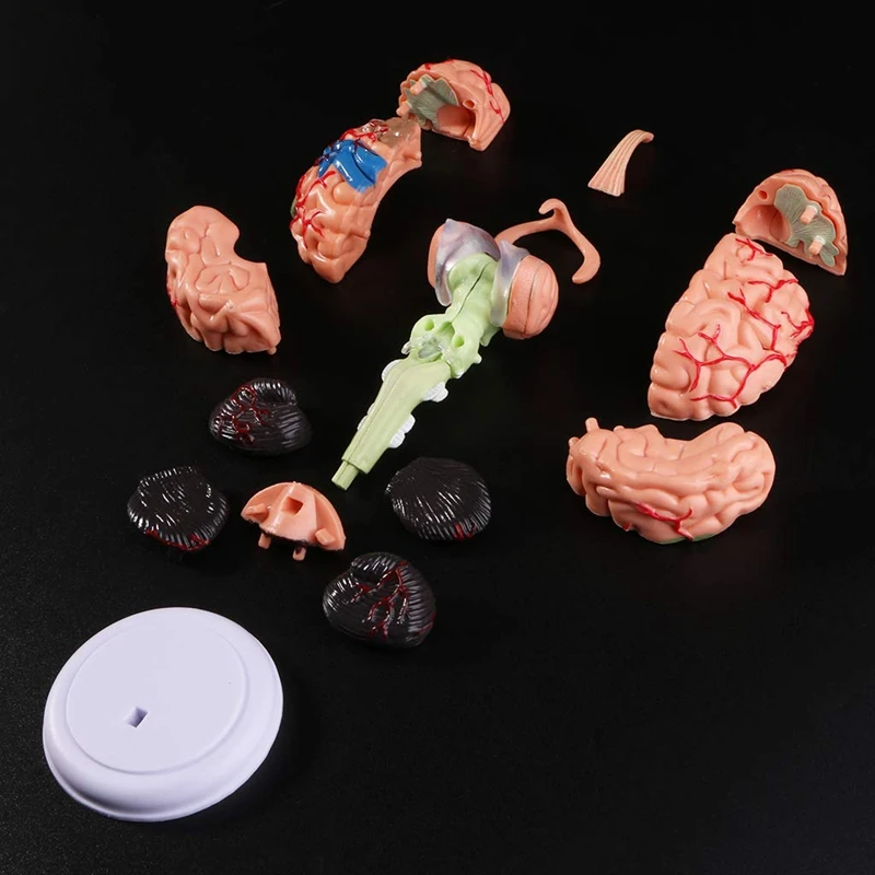 Fashion4D Disassembled Anatomical Human Brain Model Anatomy Teaching Tool Statues Sculptures School Use
Fashion4D Disassembled Anatomical Human Brain Model Anatomy Teaching Tool Statues Sculptures School Use