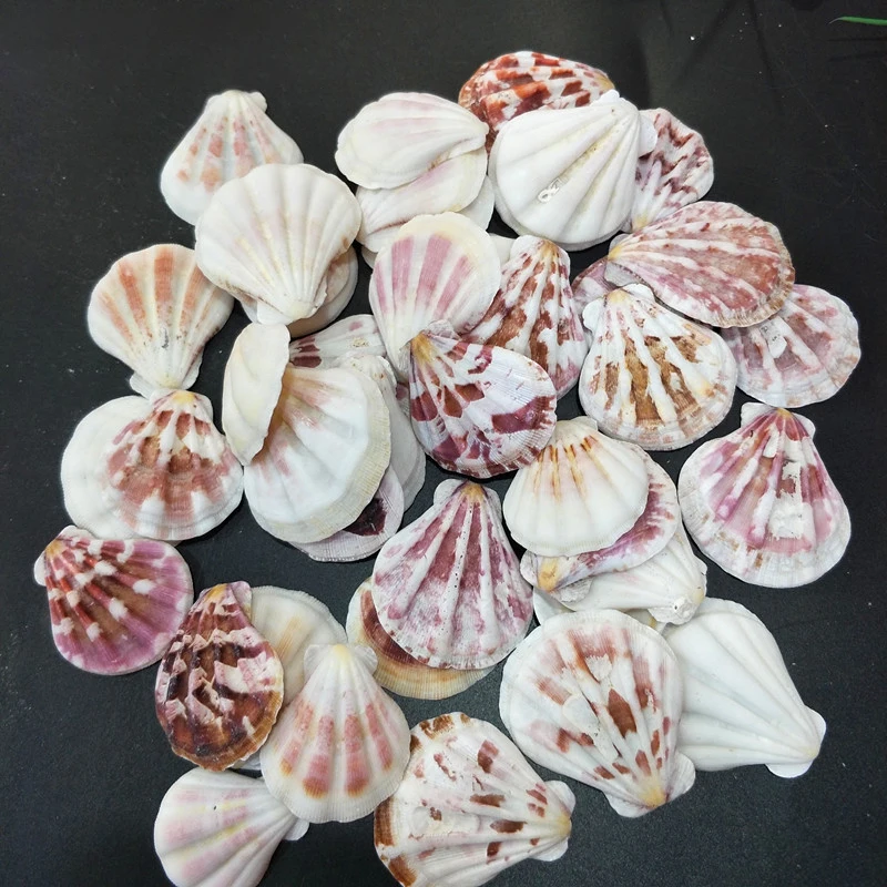 500g/bag Aquarium Landscaping Shell and Conch Ornaments Natural Sea Beach Conch Shells Crafts Fish Tank Decoration
500g/bag Aquarium Landscaping Shell and Conch Ornaments Natural Sea Beach Conch Shells Crafts Fish Tank Decoration