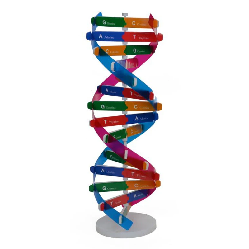 DNA модели двойная спираль научная популяризация обучающая игрушка DIY
