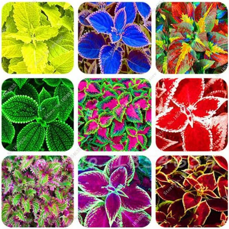 100Pcs Coleus Scutellarioides Seeds Coleus Blumei Flower Bathroom Cabinet Plant Colored Home Furniture F6B-H
100Pcs Coleus Scutellarioides Seeds Coleus Blumei Flower Bathroom Cabinet Plant Colored Home Furniture F6B-H