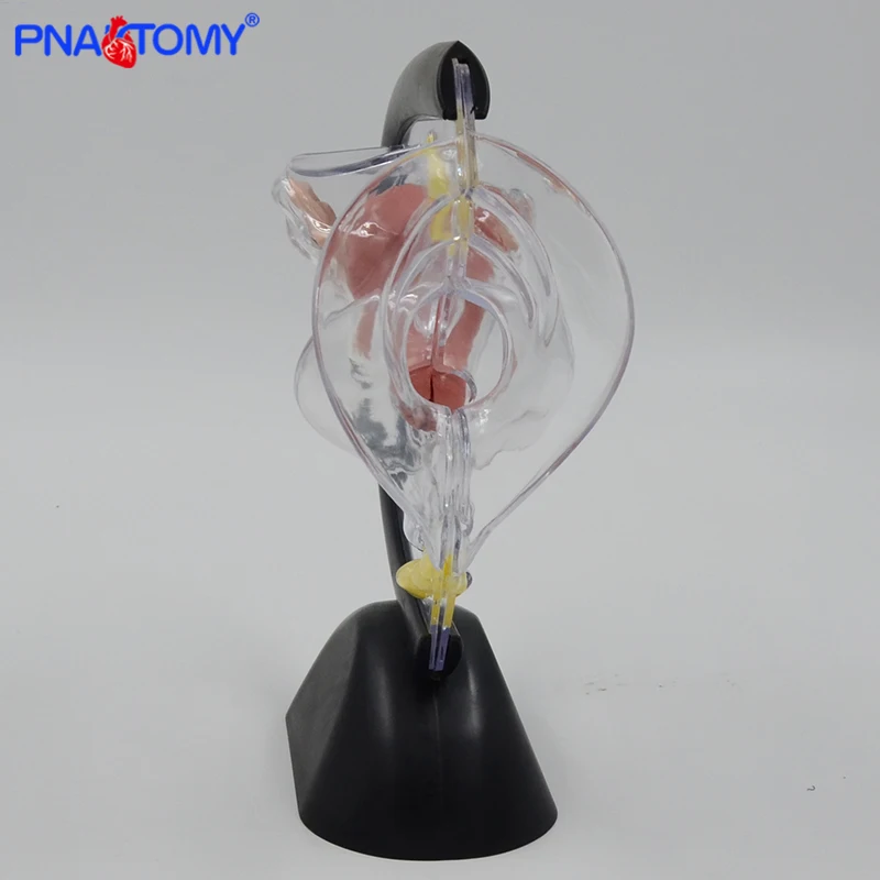 Female Uterus Model Transparent Female Genital Organ Ovary Anatomical Model Medical Teaching Gift Educational Tool With Base
Female Uterus Model Transparent Female Genital Organ Ovary Anatomical Model Medical Teaching Gift Educational Tool With Base