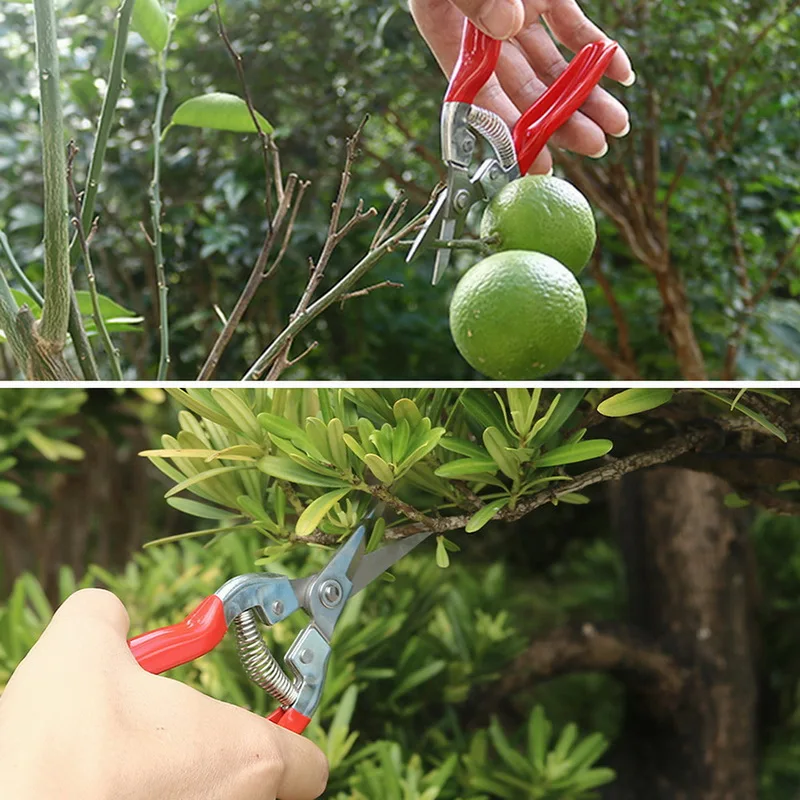 Straight Blade Pruning Cut Shrub Tool Plant Horticulture Leaf Trimmer Shear Scissor Pruner Garden Fruit Flower Scissors Tool
Straight Blade Pruning Cut Shrub Tool Plant Horticulture Leaf Trimmer Shear Scissor Pruner Garden Fruit Flower Scissors Tool