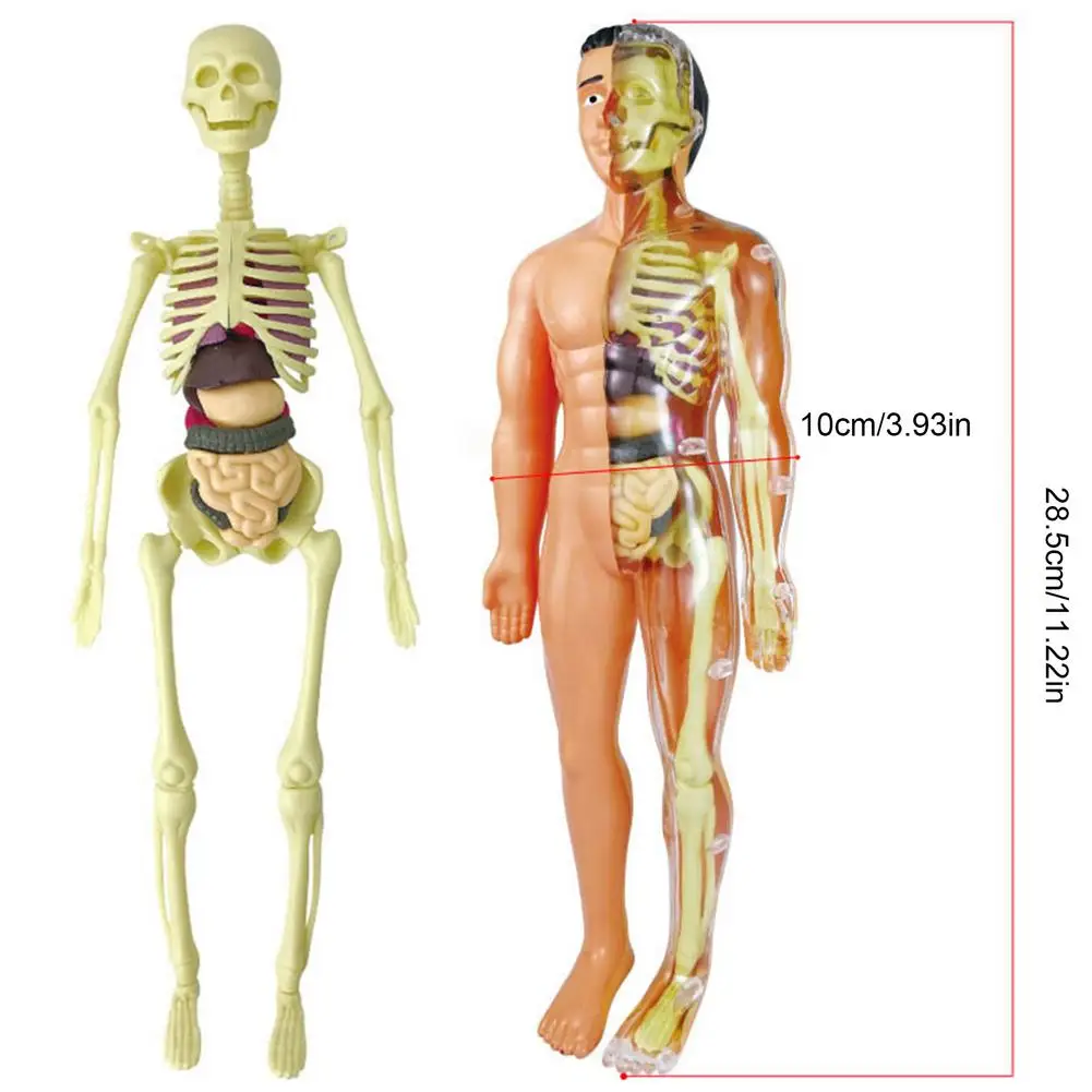 3D Human Body Torso Model Educational Assembly Learning DIY Toys Human Body Organ Teaching Tools Early Learning Toy For Children
3D Human Body Torso Model Educational Assembly Learning DIY Toys Human Body Organ Teaching Tools Early Learning Toy For Children
