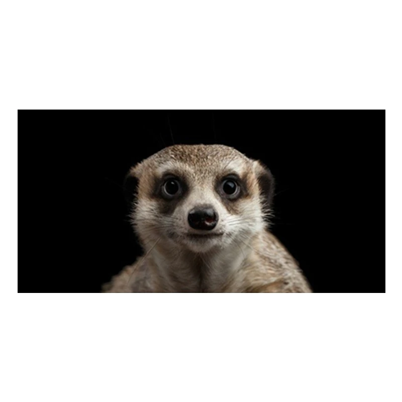 Black Cute Meerkat Beach Travel Towels Funny Lovely Close-up Meerkat Swimming Towels Animal Portrait Pool Shower Towel Gifts
Black Cute Meerkat Beach Travel Towels Funny Lovely Close-up Meerkat Swimming Towels Animal Portrait Pool Shower Towel Gifts