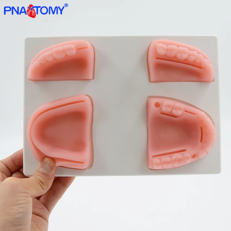 Silicone Oral Cavity Gum Suture Model Teeth Gingiva Practice Tool Dentist Used Medical Teaching Equipment With Base
Silicone Oral Cavity Gum Suture Model Teeth Gingiva Practice Tool Dentist Used Medical Teaching Equipment With Base
