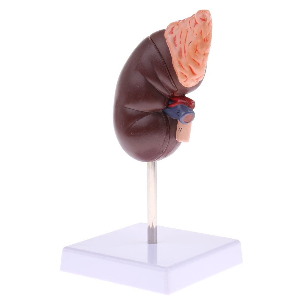 1:1 Lifesize Kidney Model Removable 2 Parts Kidney with Adrenal Gland Anatomical Model (with Base)
1:1 Lifesize Kidney Model Removable 2 Parts Kidney with Adrenal Gland Anatomical Model (with Base)