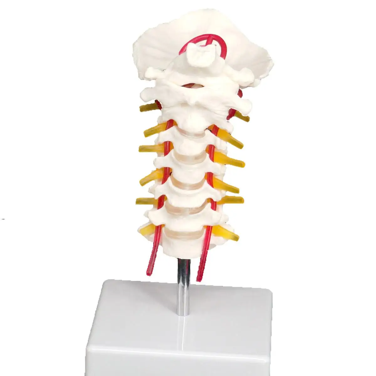 Occipital Spinal Arteria Spine Nerves Cervical Vertebrae Orthopedic Model Teaching Training Aid
Occipital Spinal Arteria Spine Nerves Cervical Vertebrae Orthopedic Model Teaching Training Aid
