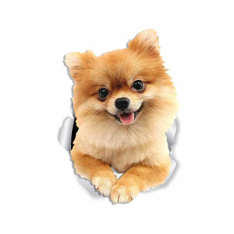 Dawasaru for Cute Pomeranian Dog Repair Car Stickers Personality Creative Decal Campervan Decals Decoration,13cm*9cm
Dawasaru for Cute Pomeranian Dog Repair Car Stickers Personality Creative Decal Campervan Decals Decoration,13cm*9cm