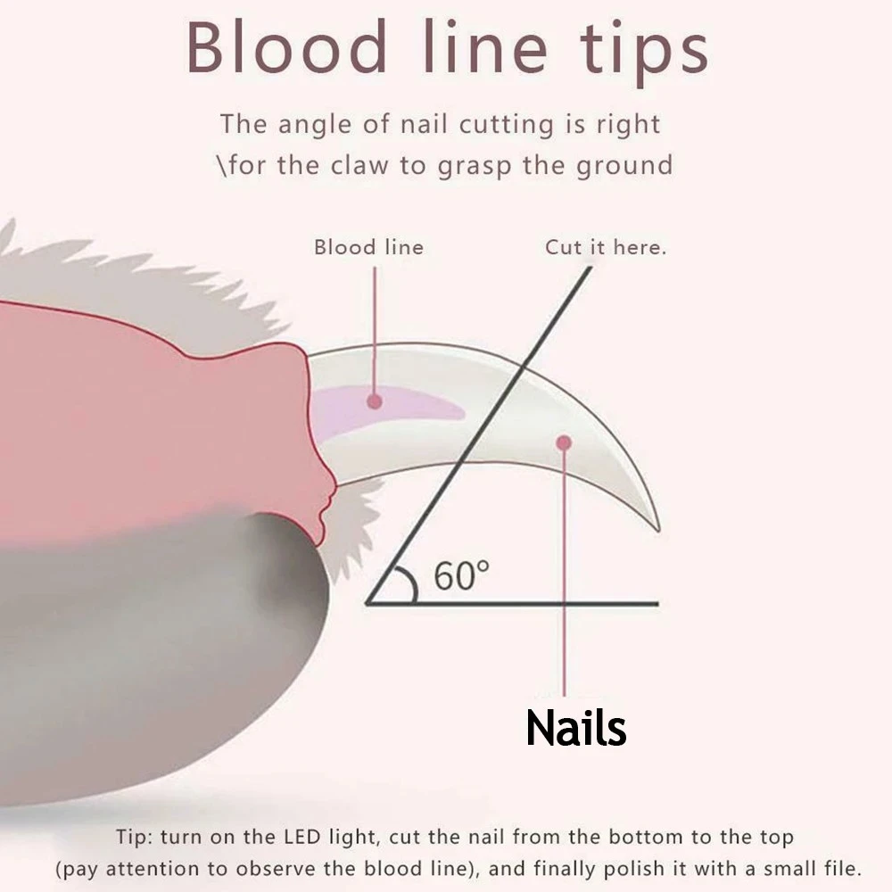 Pet Dog Nail Clipper with LED Light Safe Cat Pet Nail Cutter Machine Stainless Steel Nail Scissors Trimmer Pet Supplies
Pet Dog Nail Clipper with LED Light Safe Cat Pet Nail Cutter Machine Stainless Steel Nail Scissors Trimmer Pet Supplies