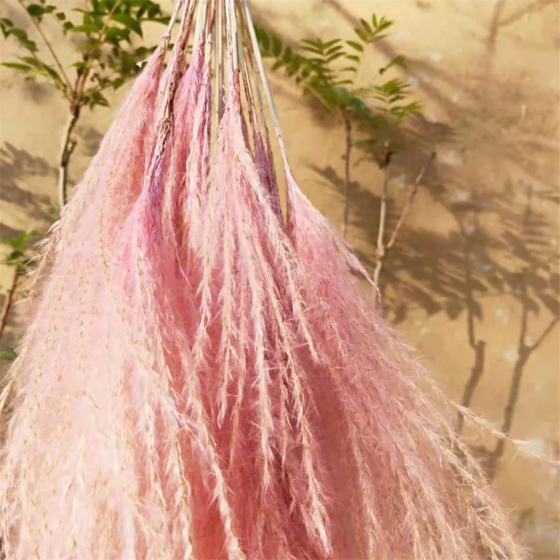 25pcs Wedding decor flower pink pampas grass natural dry flower bunch homestay prop flowers
25pcs Wedding decor flower pink pampas grass natural dry flower bunch homestay prop flowers