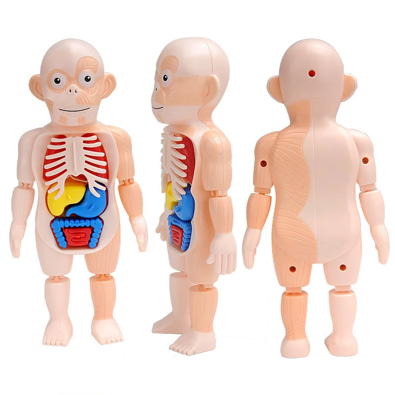 Головоломка Монтессори 3D модель анатомии человеческого тела обучающий орган