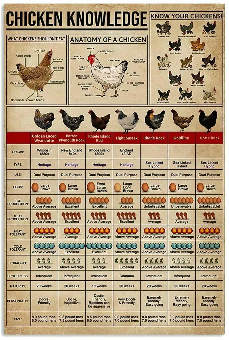 Funny Retro Tin Sign Chicken Knowledge Vintage Metal Sign Decoration Plaque Wall Sign for Bar Cafe Club
Funny Retro Tin Sign Chicken Knowledge Vintage Metal Sign Decoration Plaque Wall Sign for Bar Cafe Club