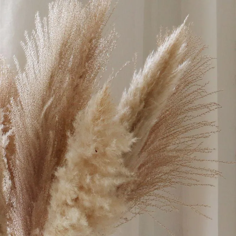 20pcs Dried flowers pampas grass bunch pure natural reed flowers window display wedding decor flower No VAse
20pcs Dried flowers pampas grass bunch pure natural reed flowers window display wedding decor flower No VAse