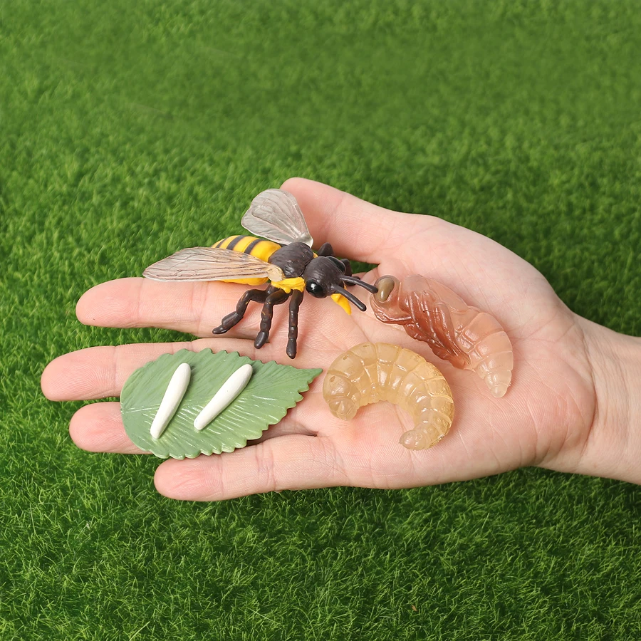 Plastic Action Figures Simulation Insect Growth Loop Model Bee Life Cycle Figurine Formers Educational Toy for Children
Plastic Action Figures Simulation Insect Growth Loop Model Bee Life Cycle Figurine Formers Educational Toy for Children