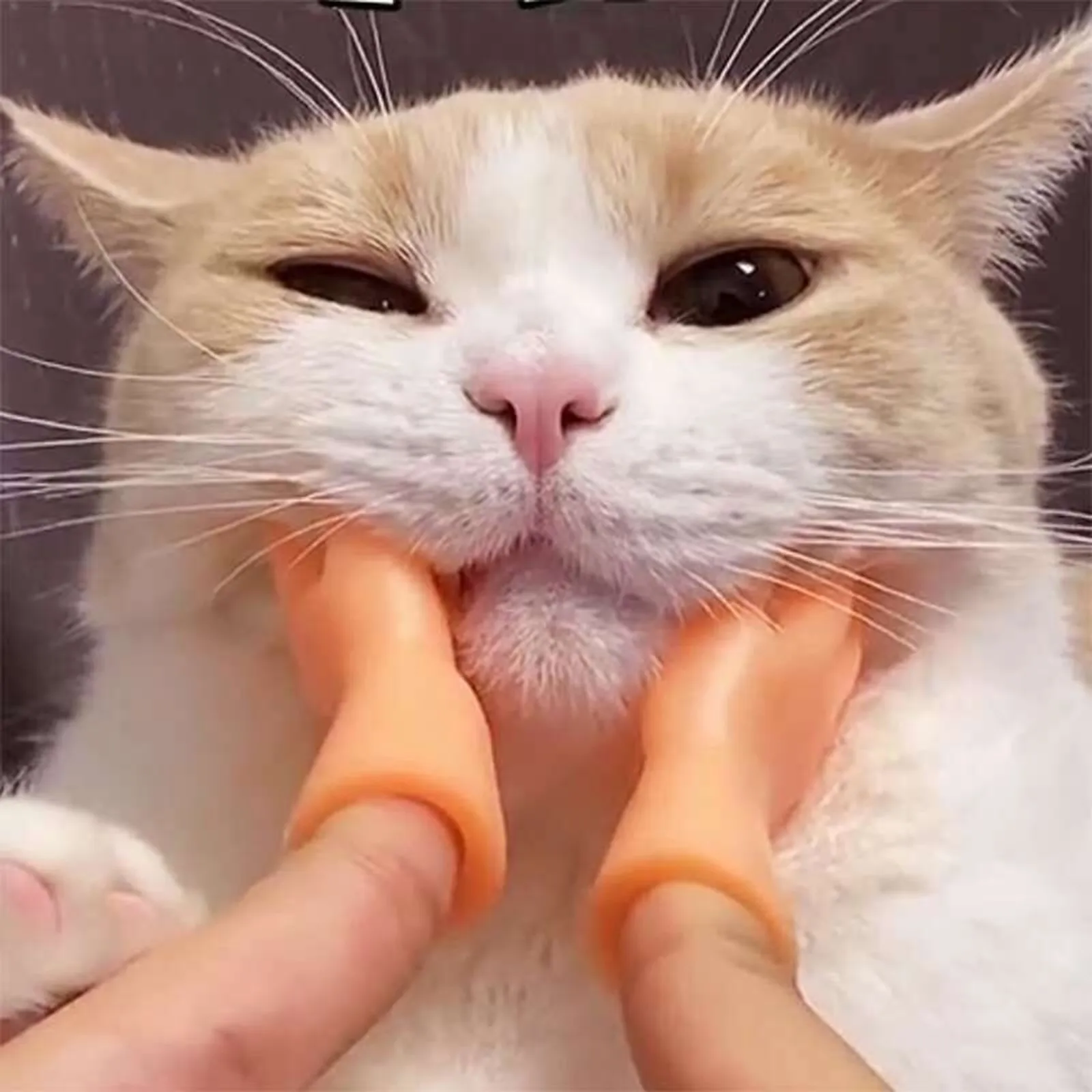 1pair Finger Cat Toys Novelty Funny Five Set Of Vinyl Mini Hand Finger Puppets Gesture Finger Puppet Fidget Toy Cosplay Pattern
1pair Finger Cat Toys Novelty Funny Five Set Of Vinyl Mini Hand Finger Puppets Gesture Finger Puppet Fidget Toy Cosplay Pattern