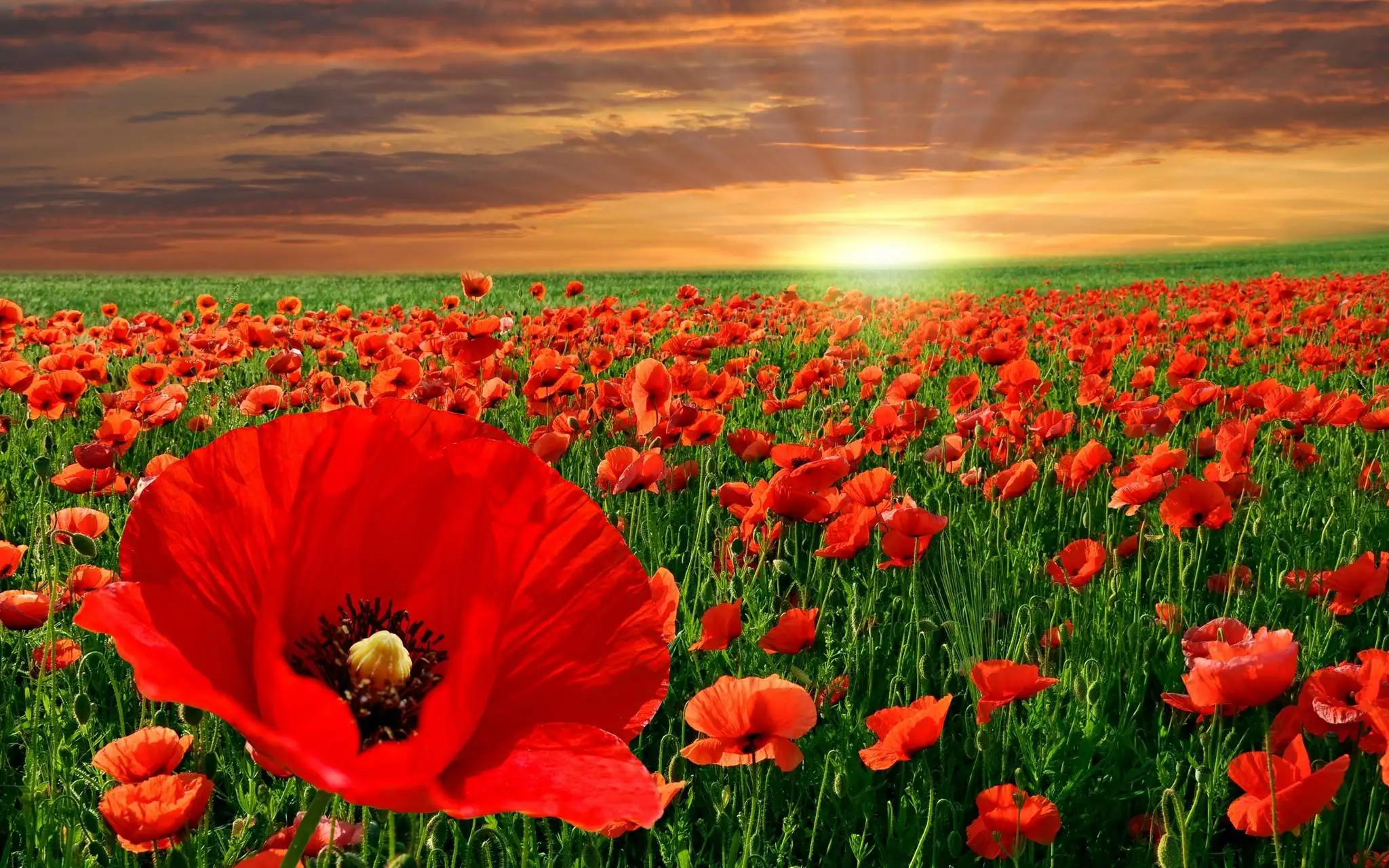 JMINE Div 5D Poppy Flower sunset полная Алмазная краска ing cross stitch наборы художественная Высококачественная Цветочная 3D краска бриллиантами
JMINE Div 5D Poppy Flower sunset полная Алмазная краска ing cross stitch наборы художественная Высококачественная Цветочная 3D краска бриллиантами