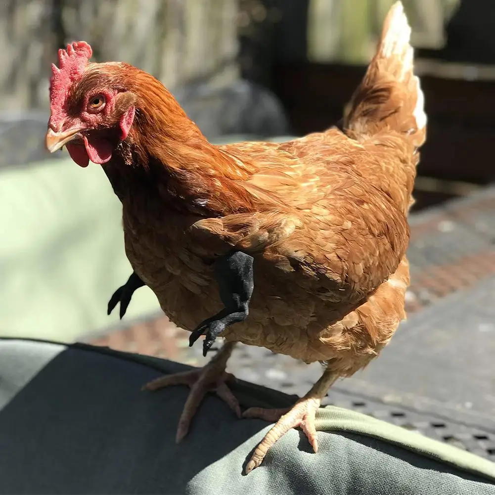 New Muscle Chicken Arms Gag Gift Chicken Birds Arms Props Funny Pet Chicken Decorations Themed Party For Farm Animal Supplies 
New Muscle Chicken Arms Gag Gift Chicken Birds Arms Props Funny Pet Chicken Decorations Themed Party For Farm Animal Supplies