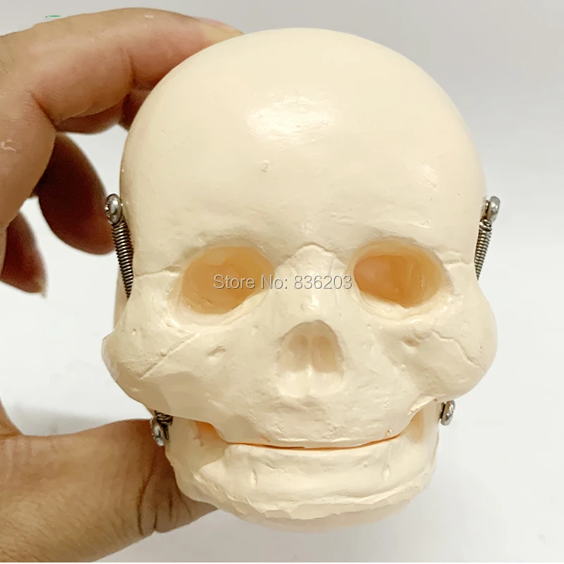 Человеческий скелет плода/плода детский анатомический Скелет плода