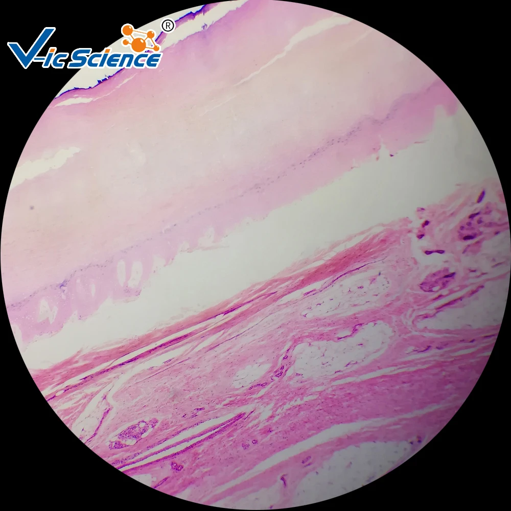 50 шт. слайды подготовленные для микроскопа|histology slide preparation|human histology slideshistology slides |