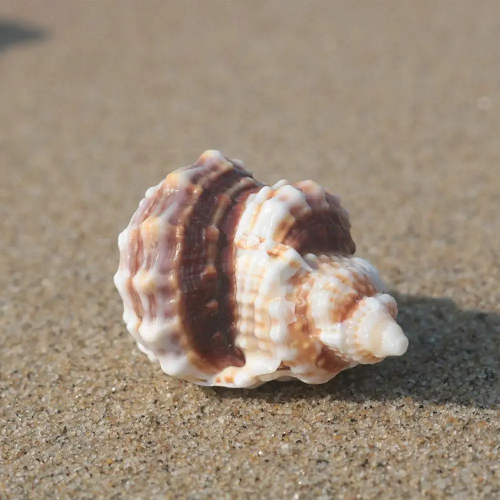 Natural Conch Flat Mandarin Wing Snail Specimen Imported Collection Decoration Rare Gift Fish Specimen Landscapi F3c5
Natural Conch Flat Mandarin Wing Snail Specimen Imported Collection Decoration Rare Gift Fish Specimen Landscapi F3c5