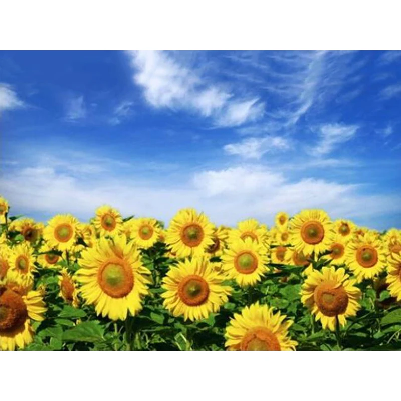 5D Full Round Diamond Painting Sunflower Diamond Embroidery Flower Rhinestone Diamond Sale Blue Sky Picture Home Decoration
5D Full Round Diamond Painting Sunflower Diamond Embroidery Flower Rhinestone Diamond Sale Blue Sky Picture Home Decoration