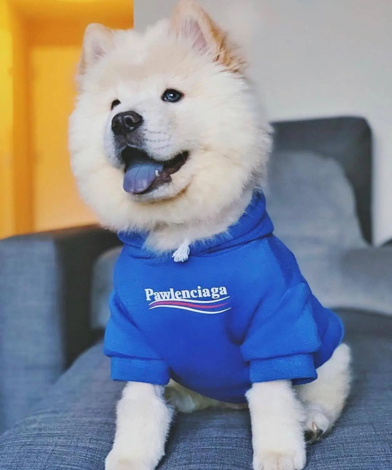 2022 New French Bulldog Blue Hoodie Pet Clothes on The Back Hooded Sweater Tide Brand Coat French Bulldog Dog Clothes Designer
2022 New French Bulldog Blue Hoodie Pet Clothes on The Back Hooded Sweater Tide Brand Coat French Bulldog Dog Clothes Designer