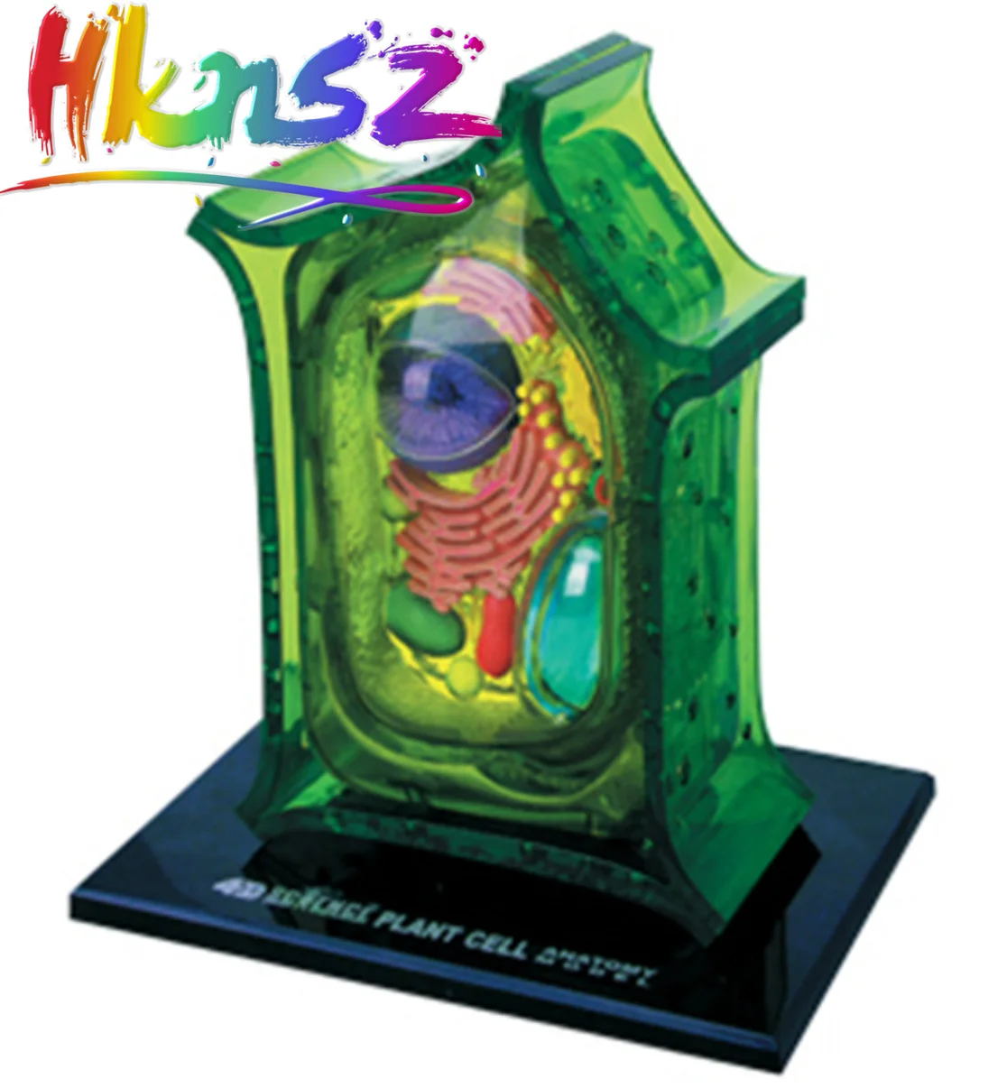 Plant cell 4d master puzzle Assembling toy human body organ anatomical model medical teaching model
Plant cell 4d master puzzle Assembling toy human body organ anatomical model medical teaching model