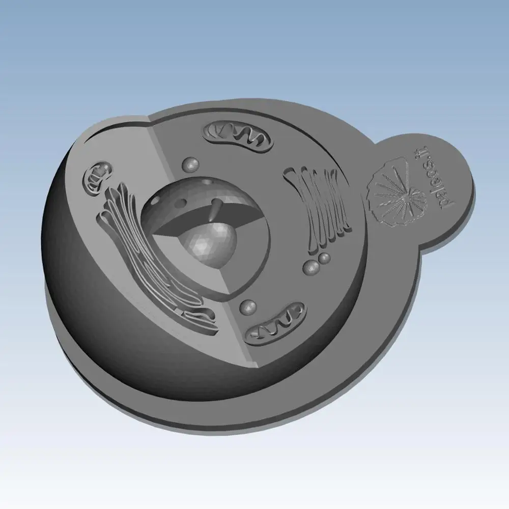 Animal cell structure Custom order digital models 3D printing service Education Teaching Aid Tools ST3015
Animal cell structure Custom order digital models 3D printing service Education Teaching Aid Tools ST3015