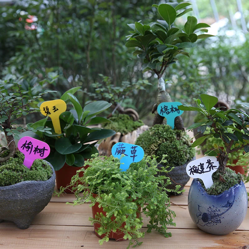 30Pcs Garden Flowers Potted Plant Plastic Label Garden Decorations Nursery Signs Prompt Card And Tag Identification Tools 
30Pcs Garden Flowers Potted Plant Plastic Label Garden Decorations Nursery Signs Prompt Card And Tag Identification Tools