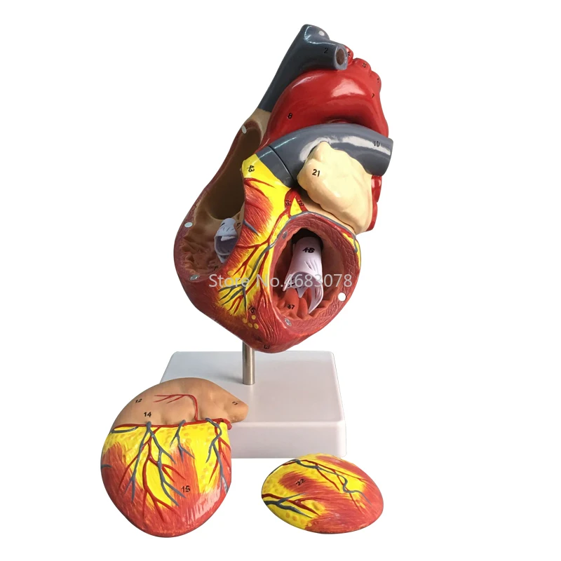 Human Heart Anatomical Anatomy Teaching Model Viscera Medical Organ Model Emulational + Stand Medical Science Teaching Supplies
Human Heart Anatomical Anatomy Teaching Model Viscera Medical Organ Model Emulational + Stand Medical Science Teaching Supplies