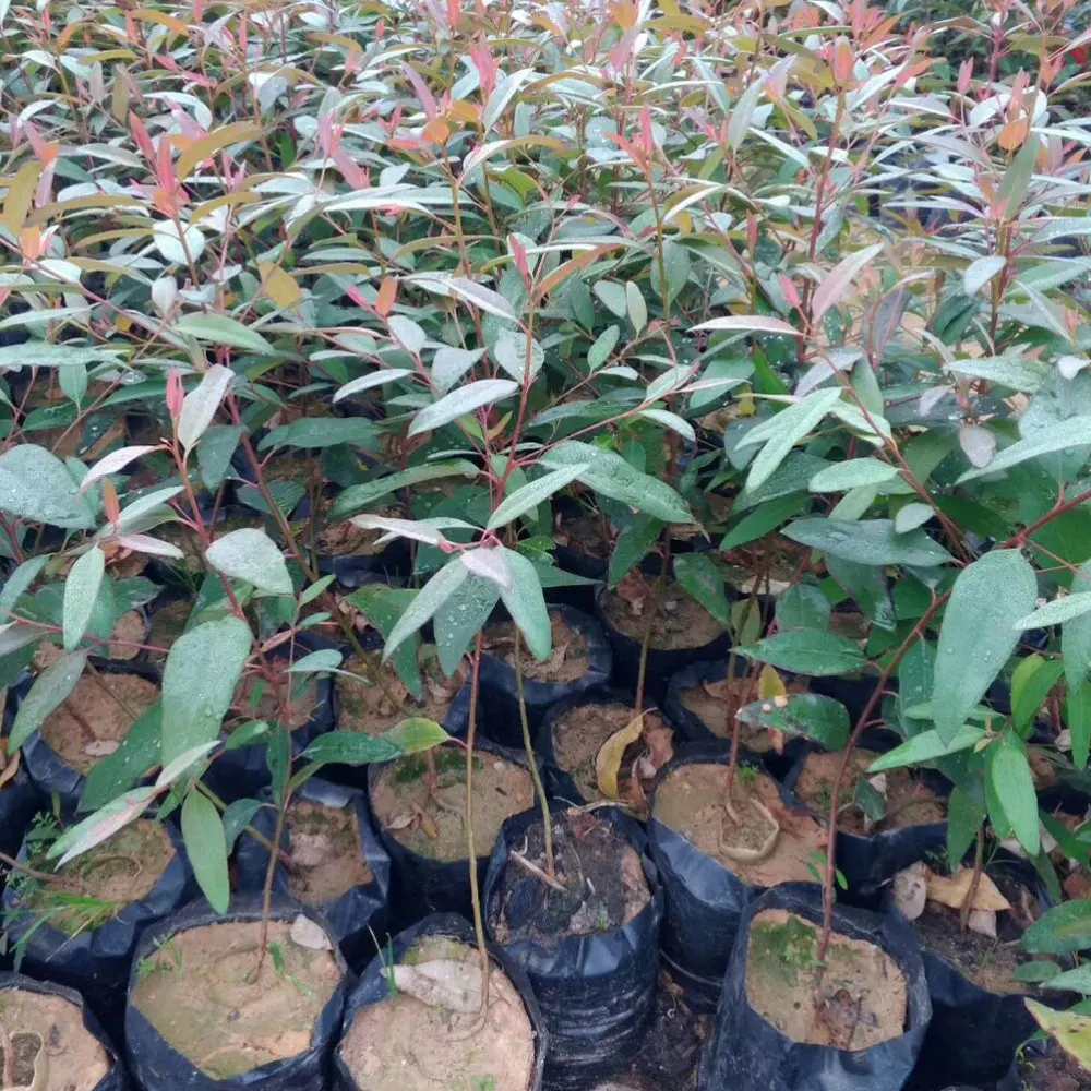 100 Pcs Thin PE Nursery Bags Plant Grow Bags Fabric Pots with Breathable Holes for Home Farming Gardening Suppl
100 Pcs Thin PE Nursery Bags Plant Grow Bags Fabric Pots with Breathable Holes for Home Farming Gardening Suppl