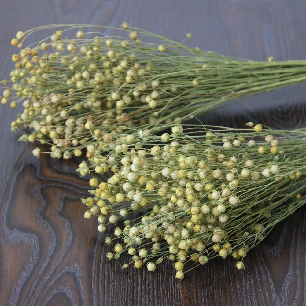 Natural Flowers Dried Bean Flower Rich Bean Flax Material Home Flower Immortal Living Gypsophila Room Decoration Material F2D5 
Natural Flowers Dried Bean Flower Rich Bean Flax Material Home Flower Immortal Living Gypsophila Room Decoration Material F2D5