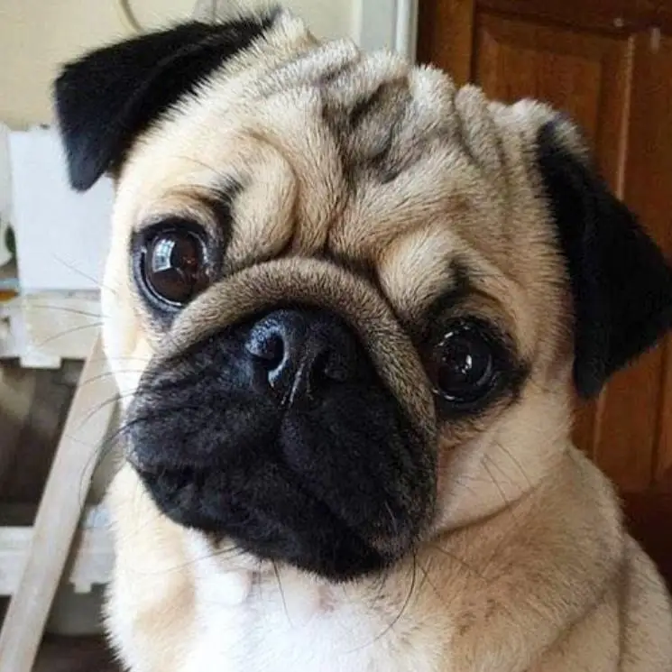 3D DIY Diamond Painting Pug Dog Animals Embroidery Full Square Diamond Painting Cross Stitch Rhinestone Mosaic Painting
3D DIY Diamond Painting Pug Dog Animals Embroidery Full Square Diamond Painting Cross Stitch Rhinestone Mosaic Painting