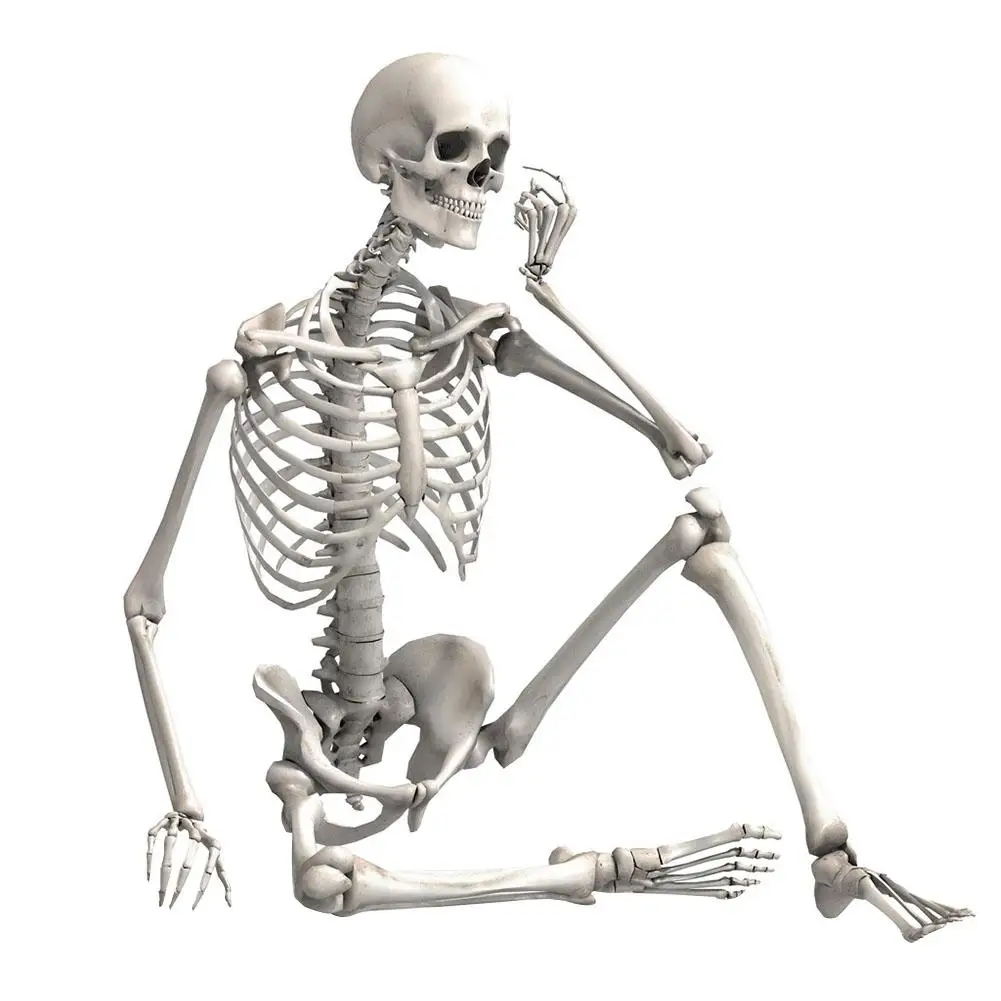 90cm Durable Simulation Humans Skeleton Ornament Halloween Party Bar Haunted House Props Home Decoration Interesting Ornaments
90cm Durable Simulation Humans Skeleton Ornament Halloween Party Bar Haunted House Props Home Decoration Interesting Ornaments