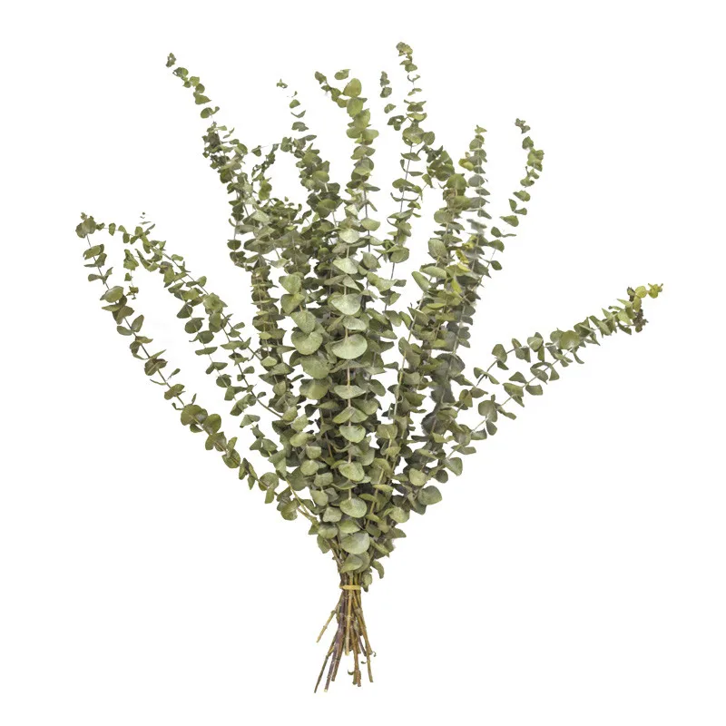 10pcs Dried Natural Fresh Forever Eucalyptus Branches,Decorative Grass Coins,Dry preserved Eternal Leaves For home 55Cm Tall
10pcs Dried Natural Fresh Forever Eucalyptus Branches,Decorative Grass Coins,Dry preserved Eternal Leaves For home 55Cm Tall