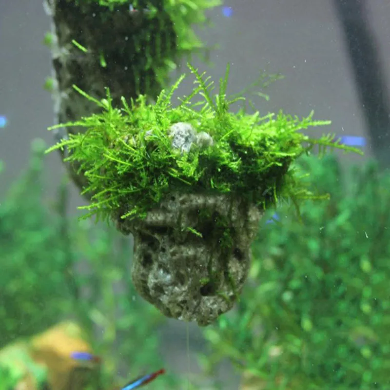 Small Size 5cm Natural Unique Shape Aquarium Fish Tank Floating Rock Stone Suspended Stone Floating Pumice Decor Rock Ornament
Small Size 5cm Natural Unique Shape Aquarium Fish Tank Floating Rock Stone Suspended Stone Floating Pumice Decor Rock Ornament