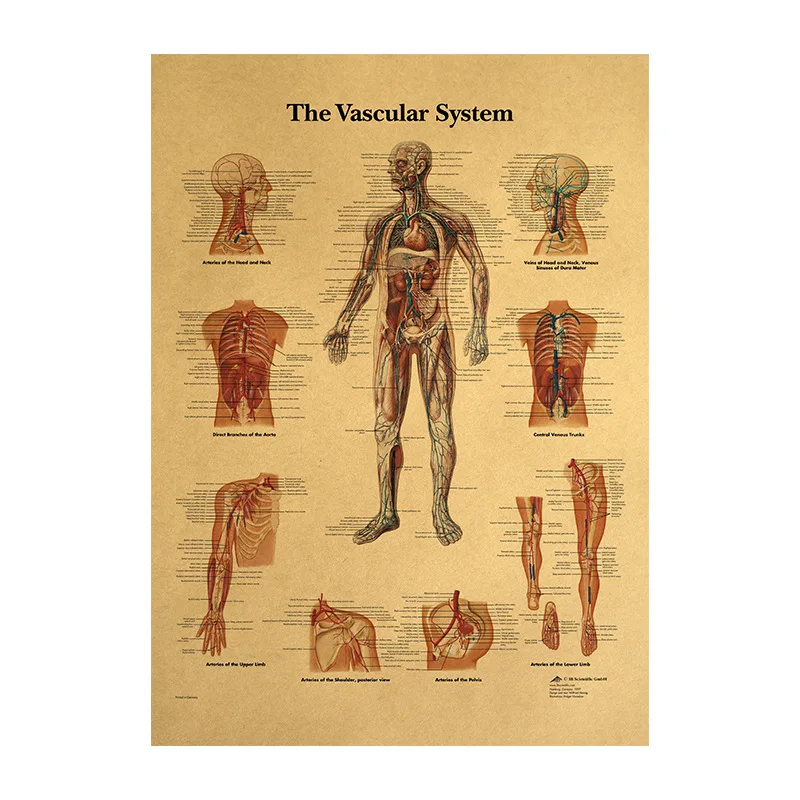Illustration of human body-vascular system, kraft paper retro poster, classroom, museum decoration painting
Illustration of human body-vascular system, kraft paper retro poster, classroom, museum decoration painting