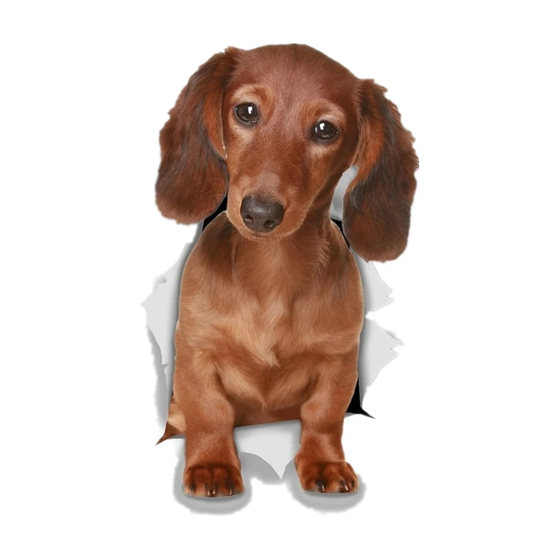 Fuwo Trading Various Sizes Self-adhesive PVC Decal Dachshund Dog Car Sticker Waterproof Auto Decors on Bumper Rear Window Laptop
Fuwo Trading Various Sizes Self-adhesive PVC Decal Dachshund Dog Car Sticker Waterproof Auto Decors on Bumper Rear Window Laptop