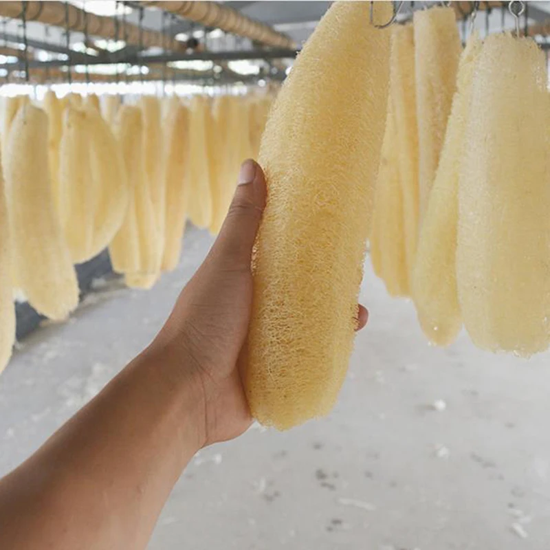 1pcs Full Loofah Natural Exfoliating Biodegradable Loofah Sponge Cellulose Natural Shower Sponge Scrubber For Kitchen Bathroom
1pcs Full Loofah Natural Exfoliating Biodegradable Loofah Sponge Cellulose Natural Shower Sponge Scrubber For Kitchen Bathroom
