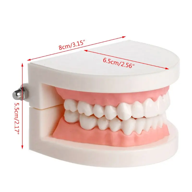 New Adult Standard Dental Teaching Study Typodont Demonstration Teeth Model 
New Adult Standard Dental Teaching Study Typodont Demonstration Teeth Model